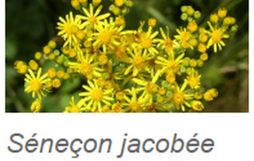 Plantes envahissantes