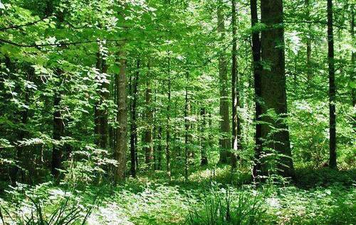 Dépérissement des arbres en forêt – appel à la prudence