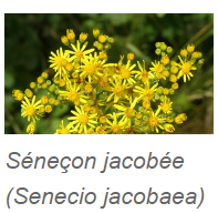 Séneçon jacobée