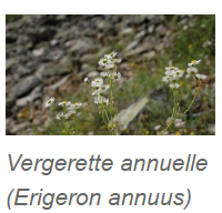 Vergerette annuelle